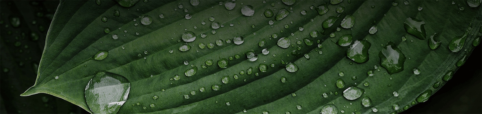 Financing The Transition To A Net-Zero Future