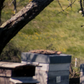 Adding Trees And Bees To Help A Forest Community 