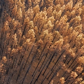 Climate Transition And The Fed