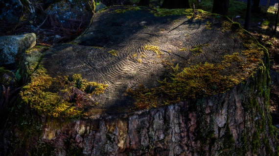長寿がもたらす機会