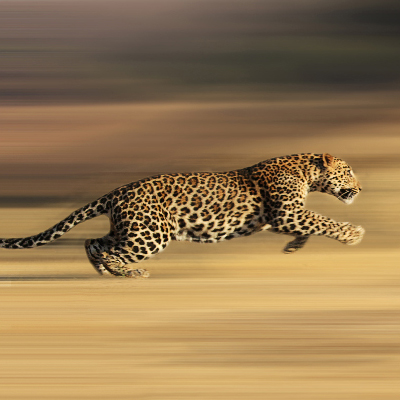 MRO Survey 2019: Bigger, Stronger, Faster