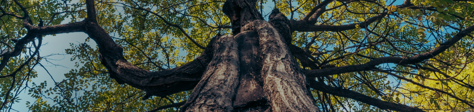 Aviation Can Cut Emissions By 2035 Via SAF And Existing Tech