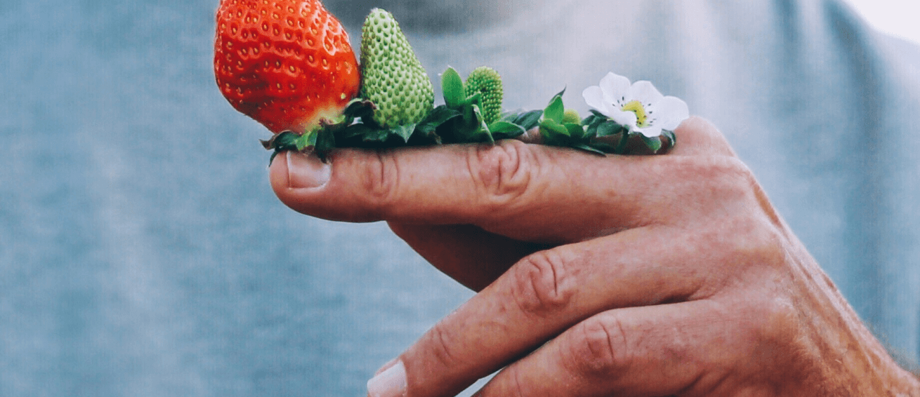 Man holds strawberries in different growing stages