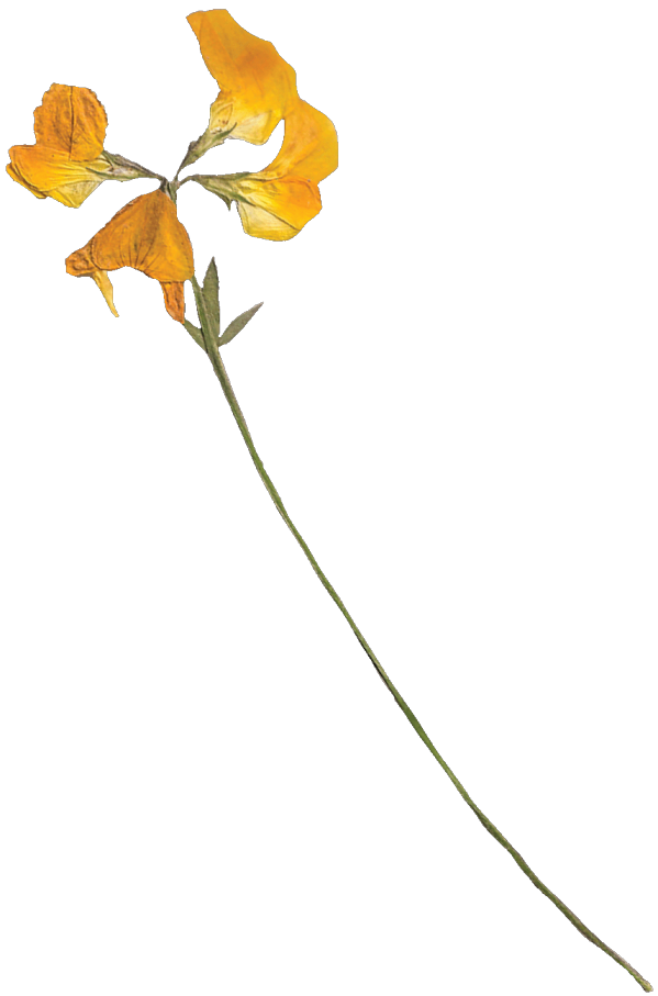 yellow flower illustration