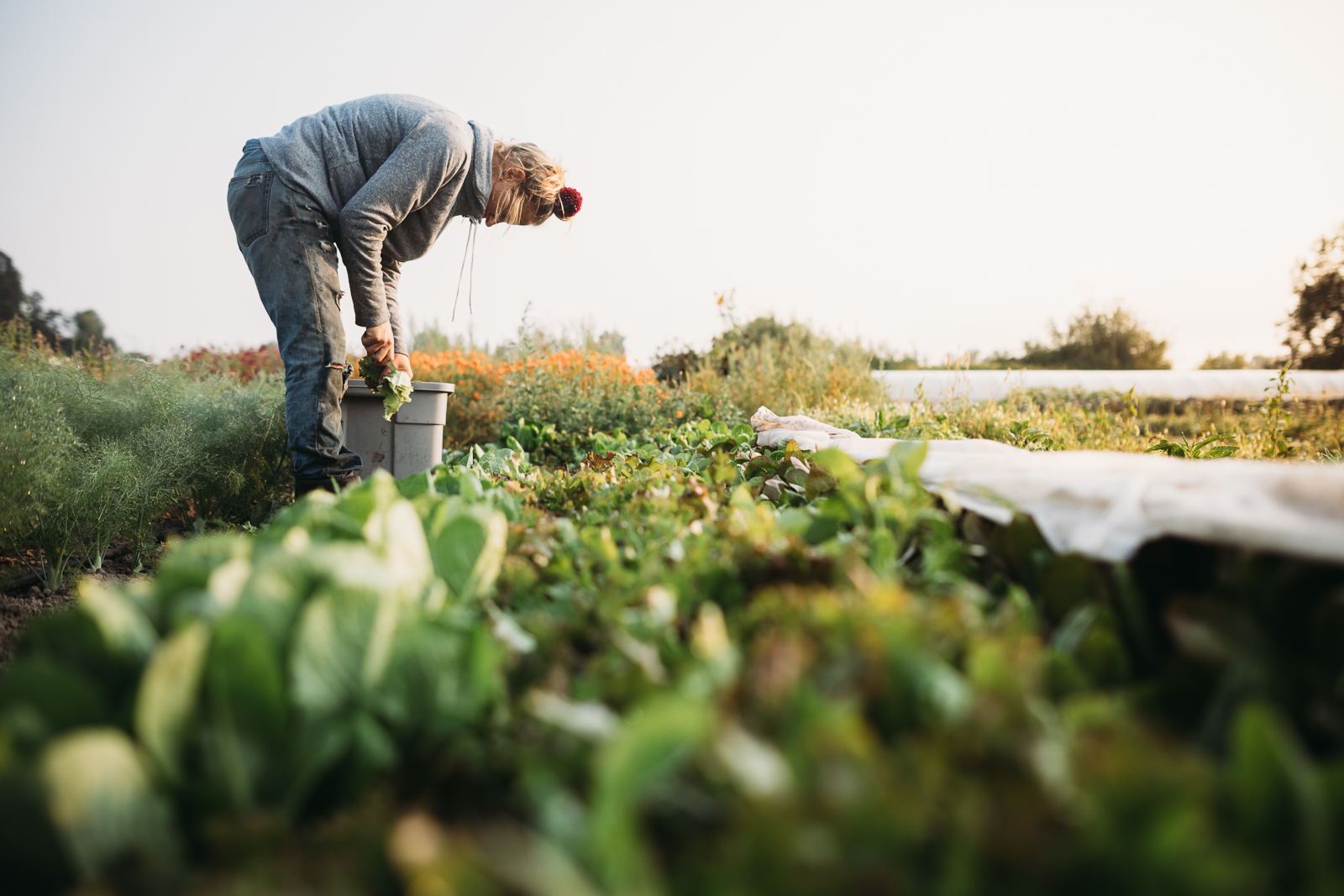 Farmer examining crops