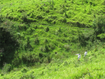 GROWTrees Brazil