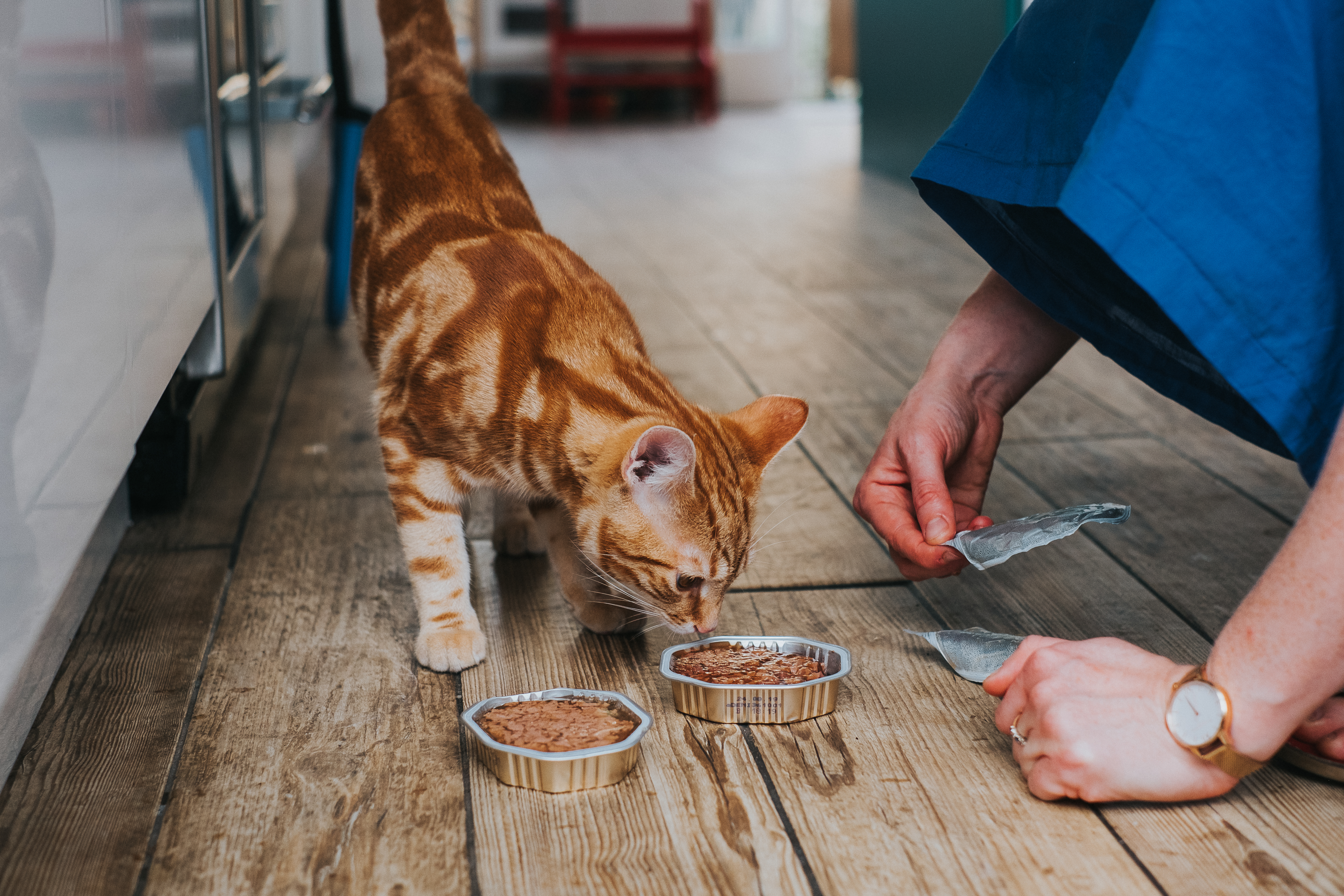 An orange tabby cat sniffs two bowls of wet cat food on a wooden floor, while a person prepares to serve more food.