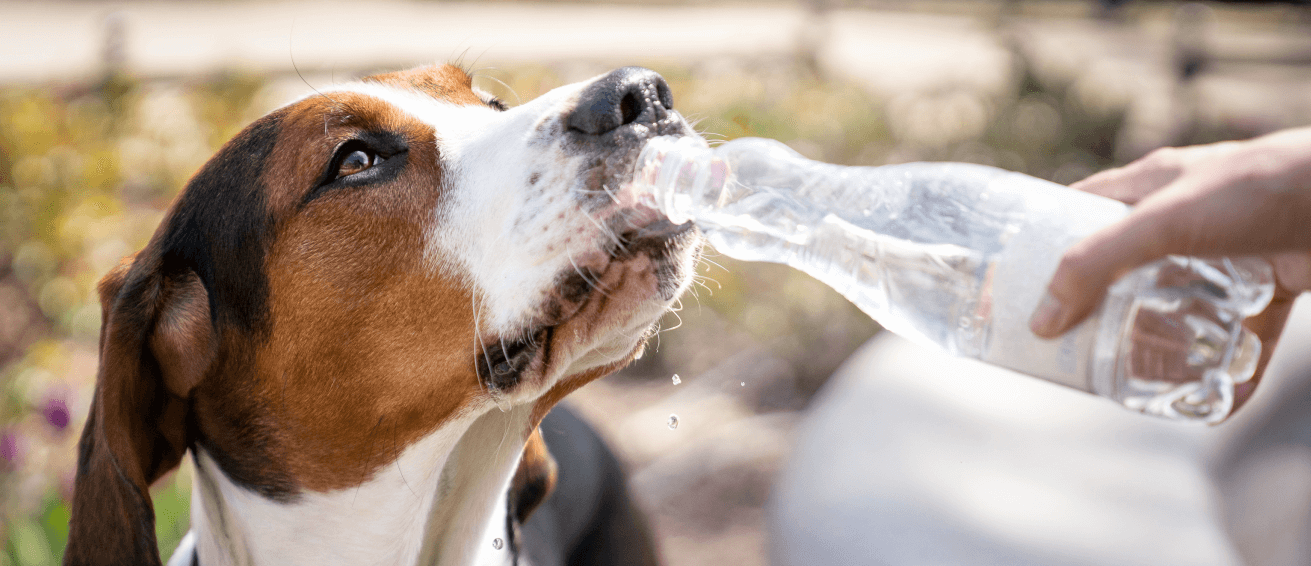 Dog drinks from a water bottle