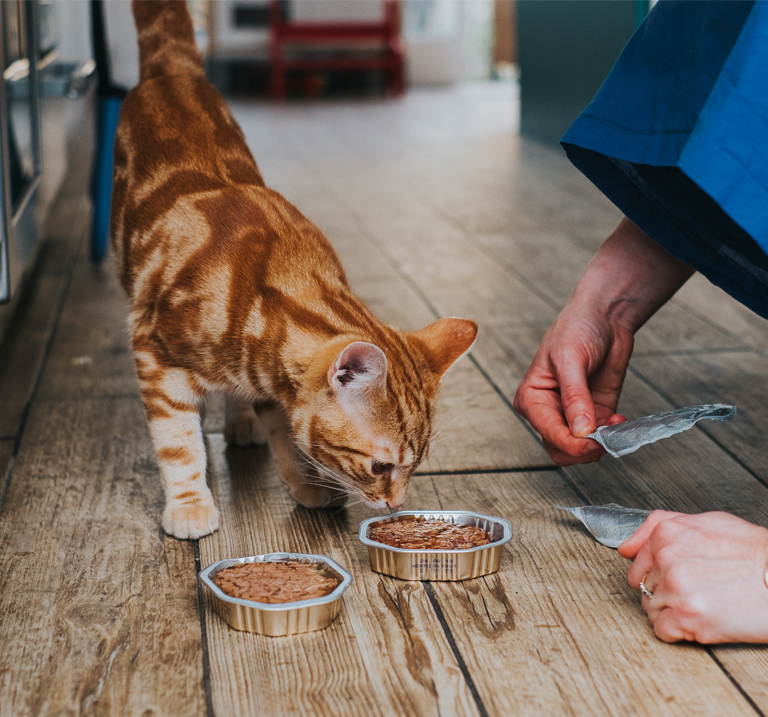 An orange tabby cat sniffs two bowls of wet cat food on a wooden floor, while a person prepares to serve more food.